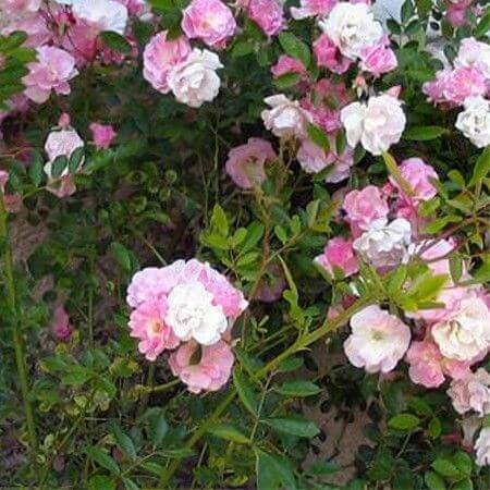 Rosier Grimpant - Rosa Banksia – Image 2
