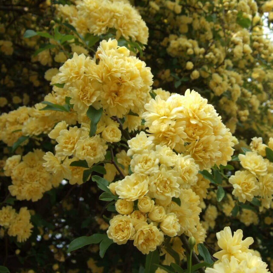 Rosier Grimpant - Rosa Banksia