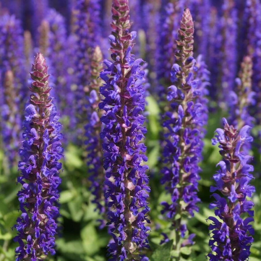 Salvia