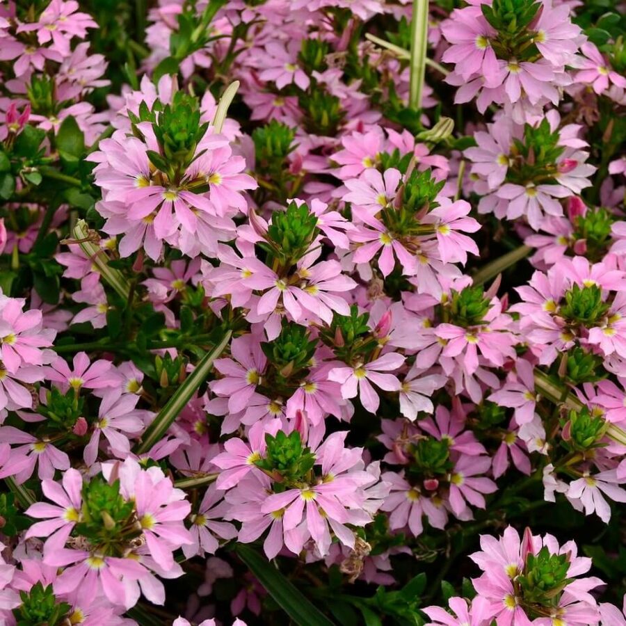 Scaevola