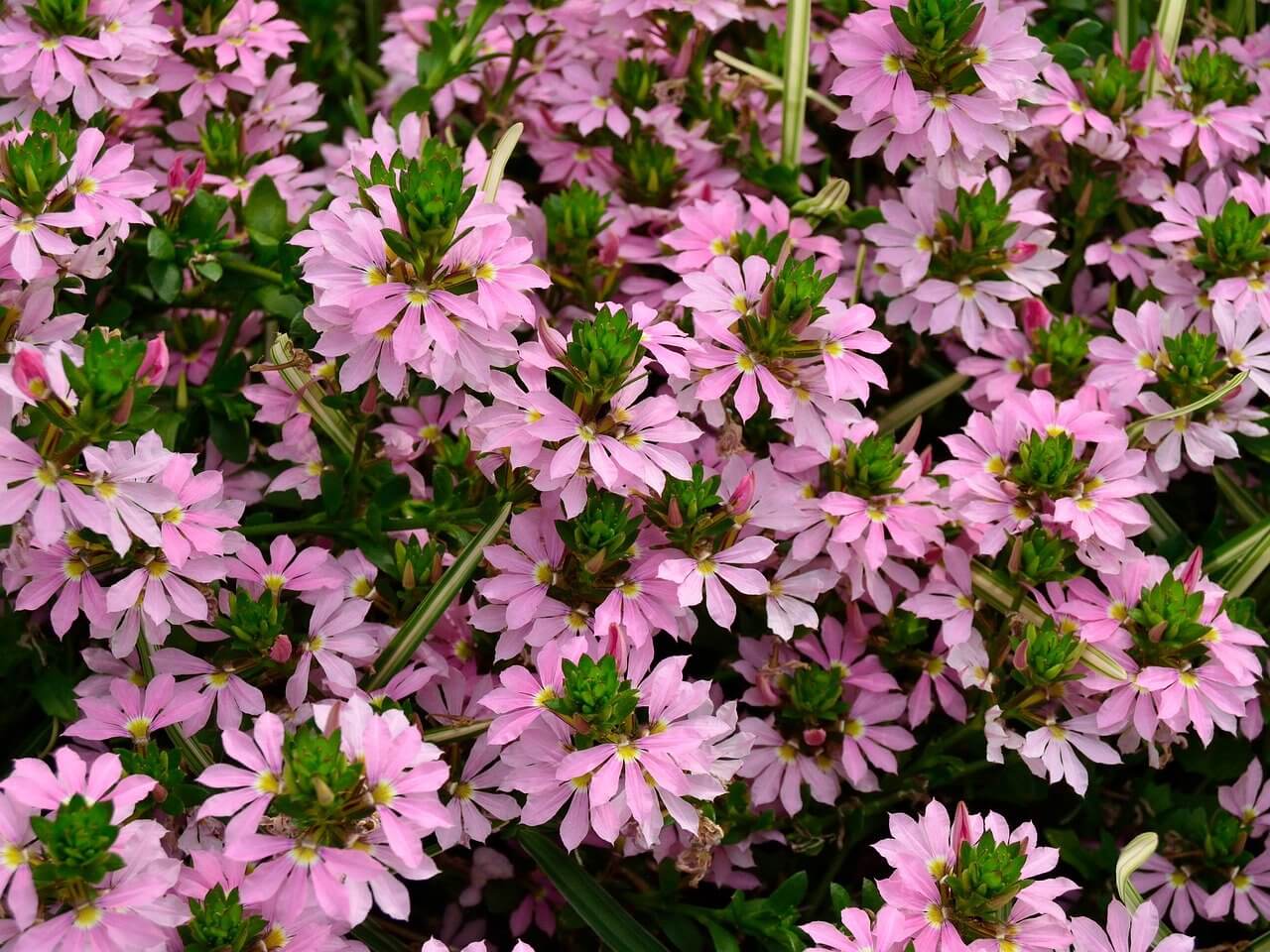 Scaevola