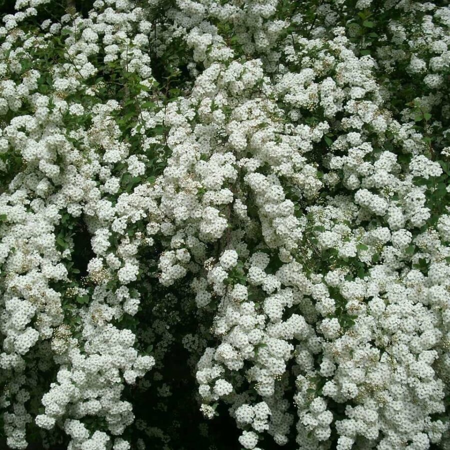 Spiraea - Spirée