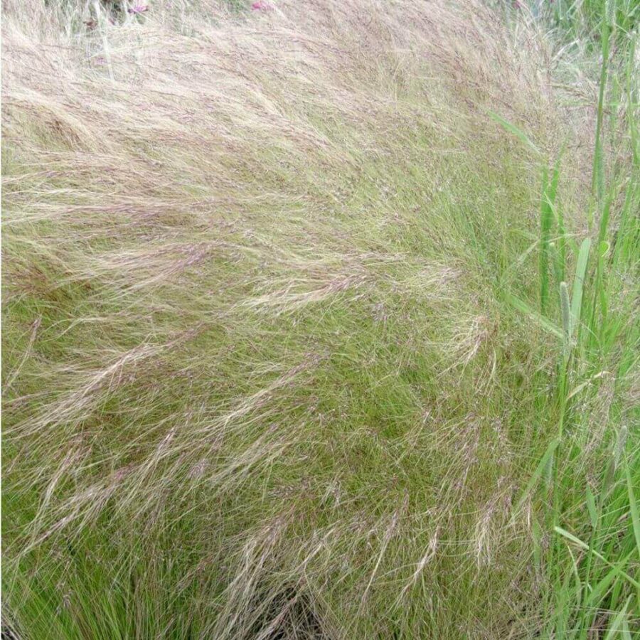 Stipa