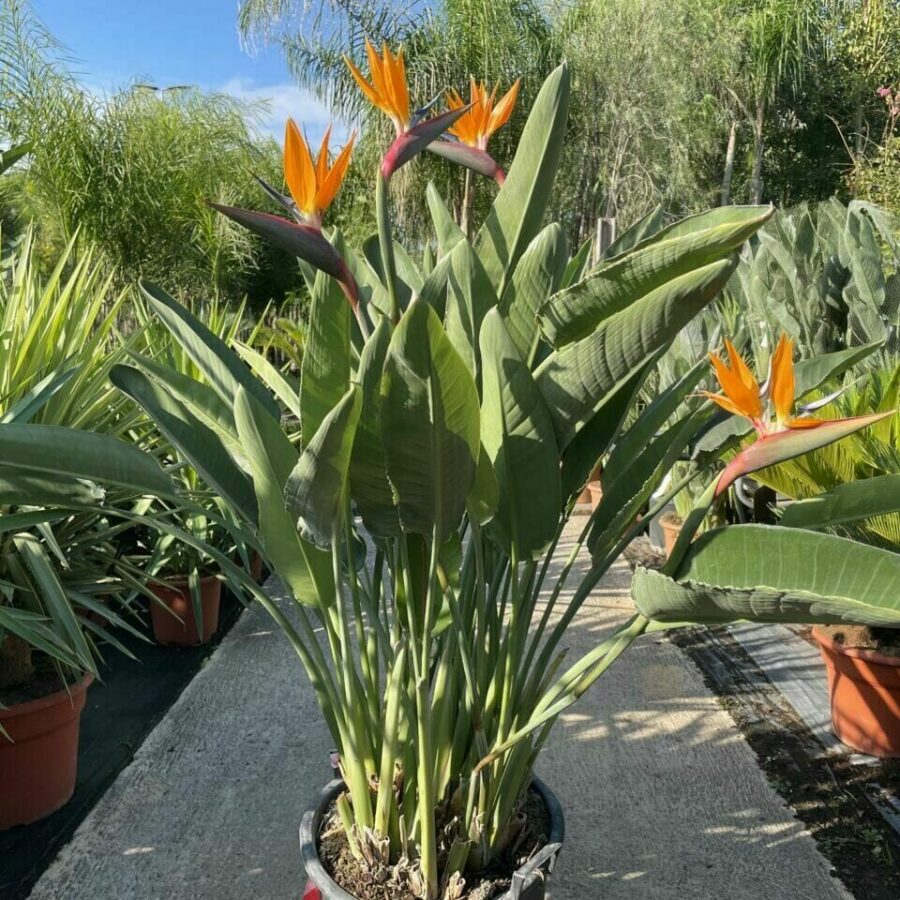 Strelitzia Reginae - Oiseau du Paradis