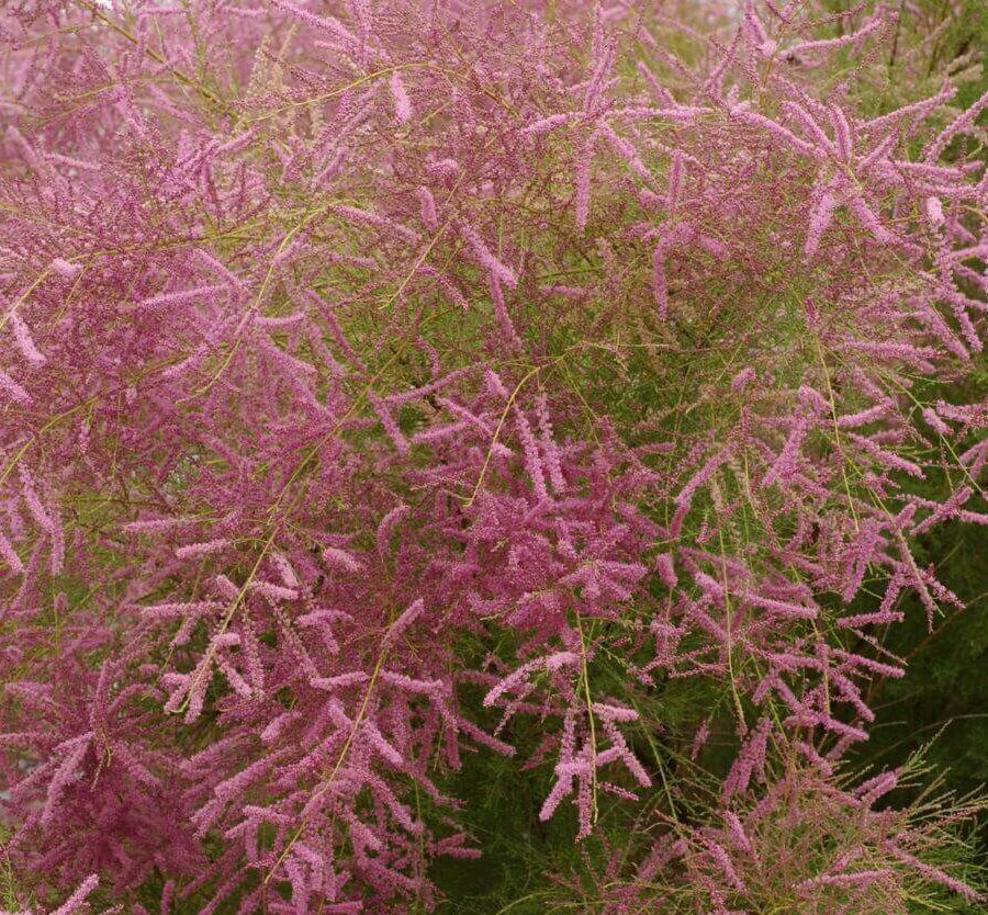 Tamarix