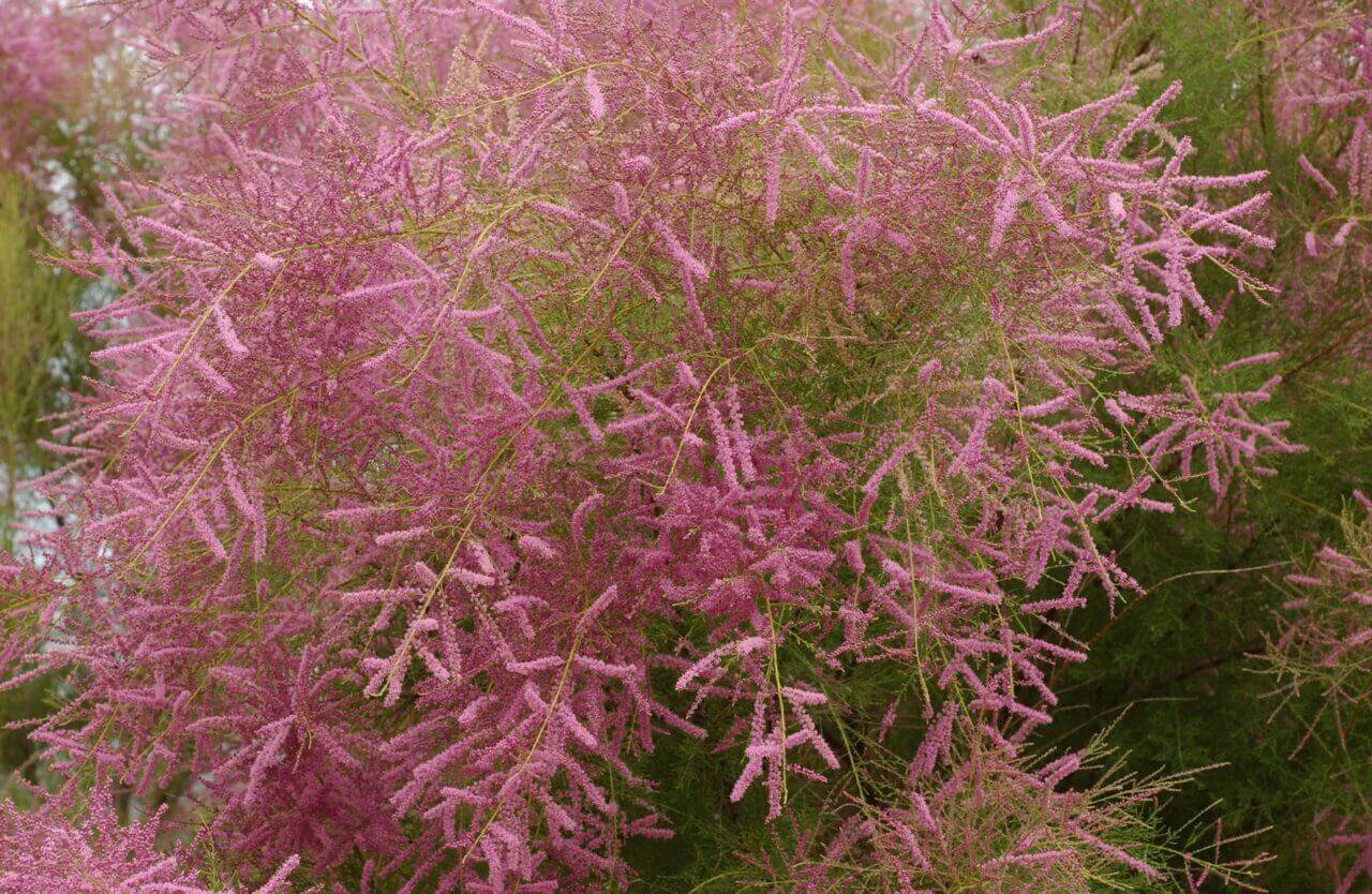 Tamarix