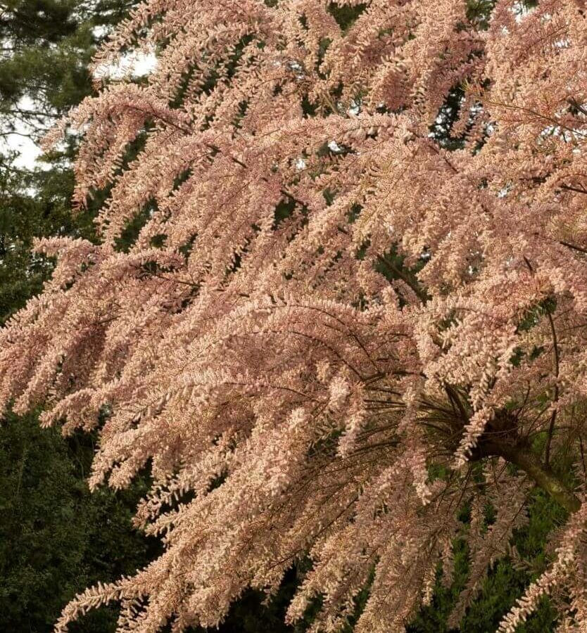 Tamaris- Tamarix