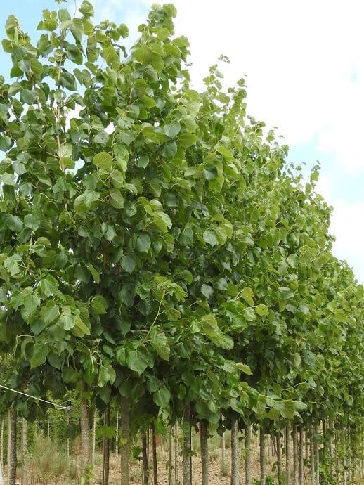 Tilleul - Tilia