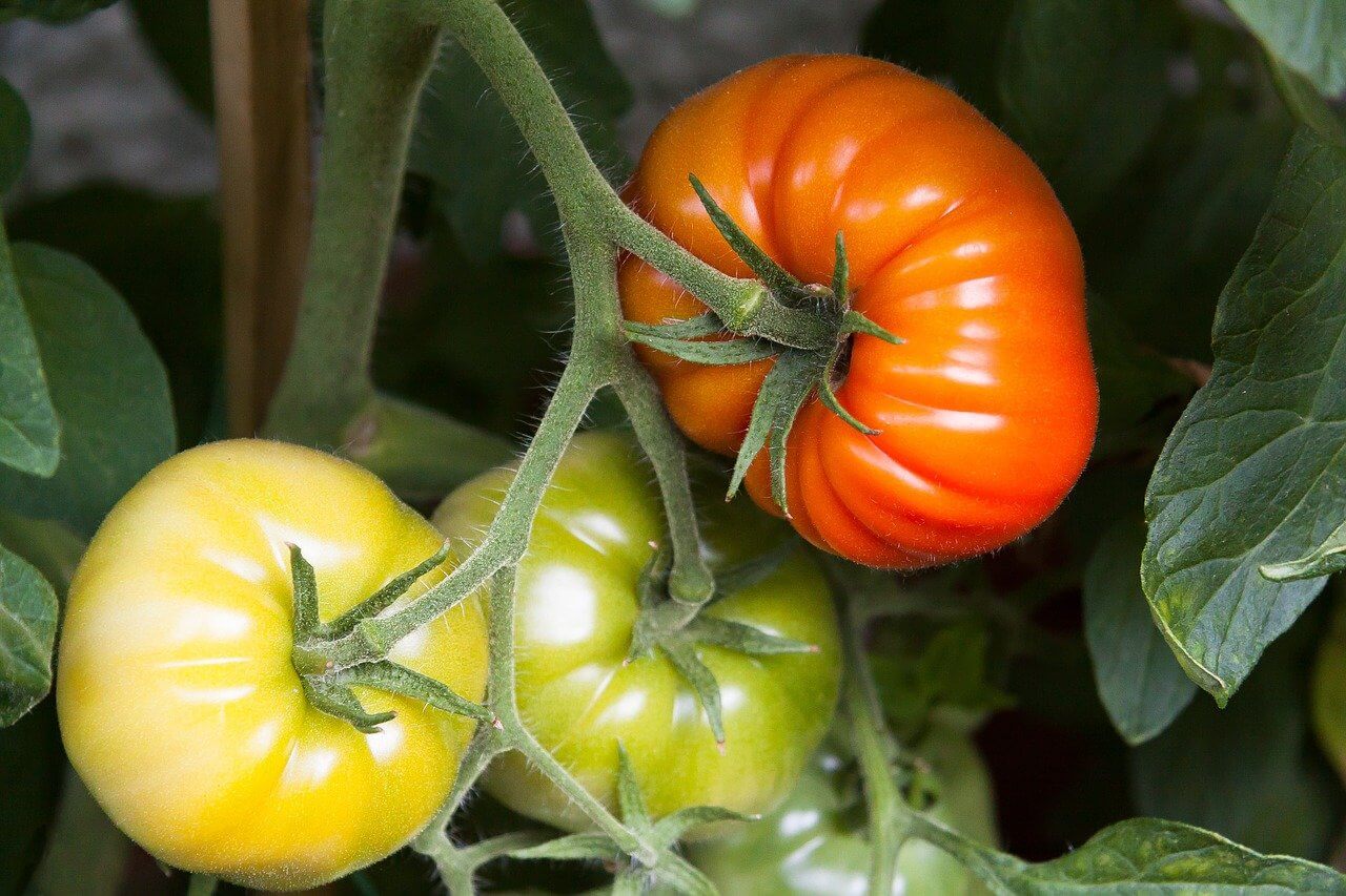 Tomates Variées – Image 4