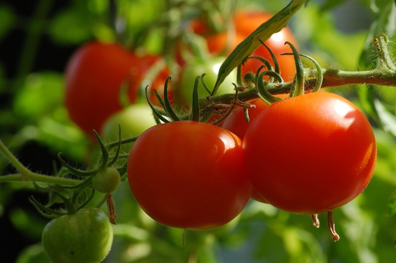 Tomates Variées – Image 2