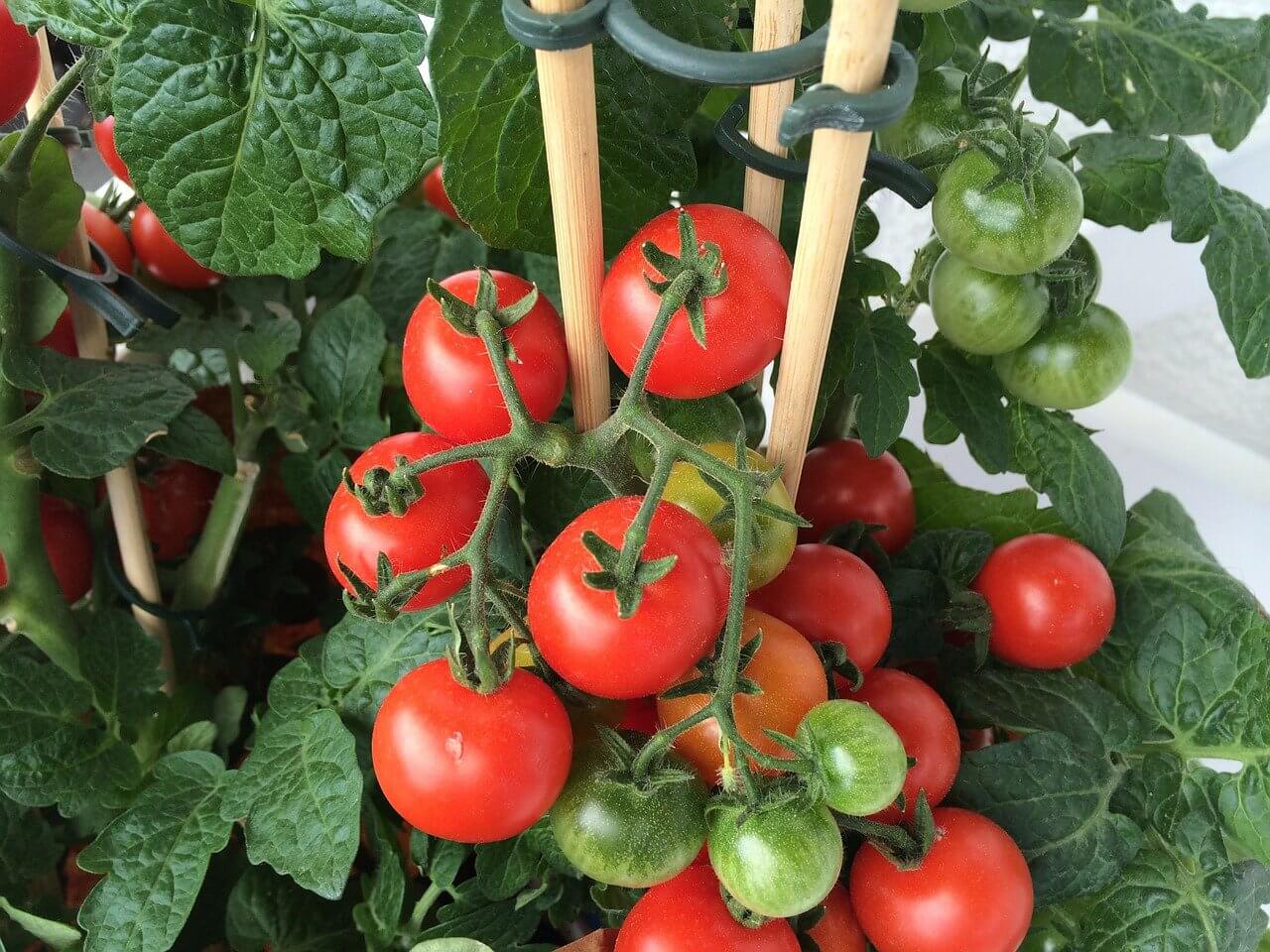 Tomates Variées – Image 3