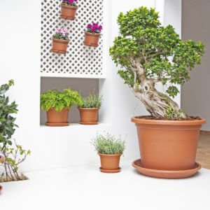 Pot Venezia
