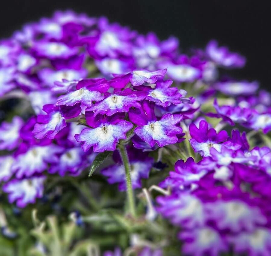 Verveine