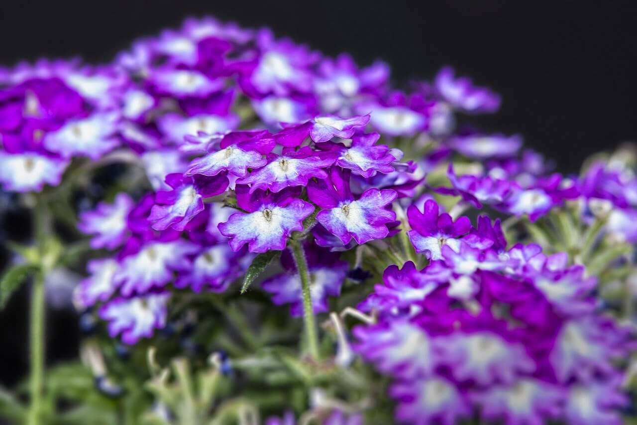 Verveine