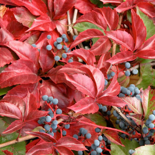 Vigne Vierge - Parthenocissus