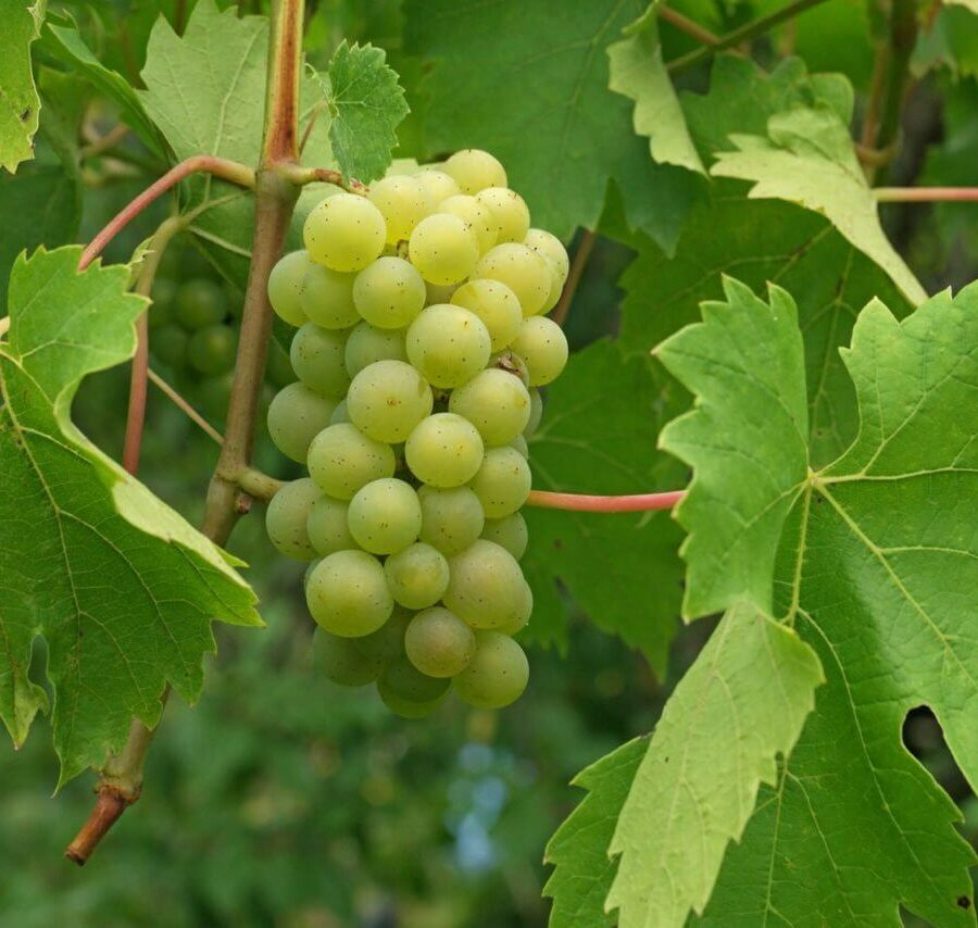 Vigne de table - Vitis Vinifera
