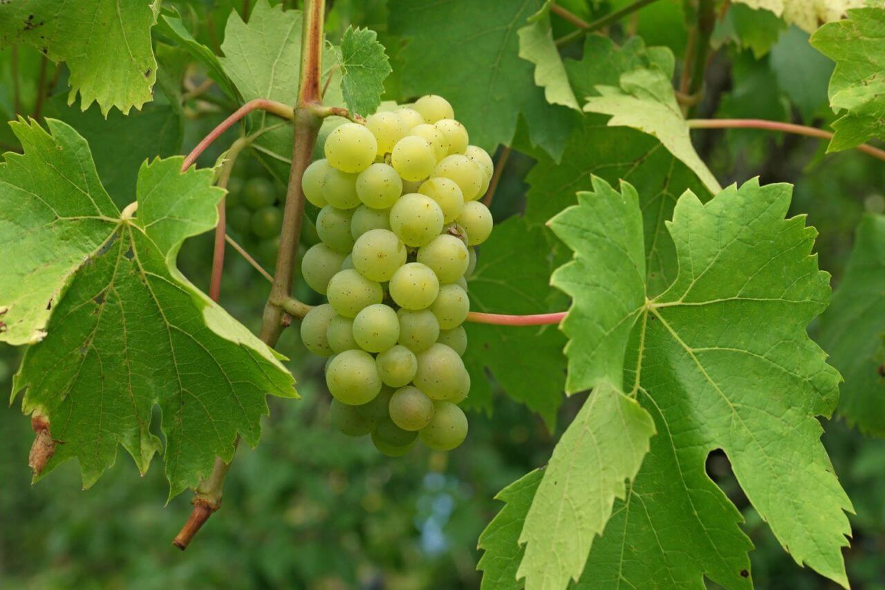 Vigne de table - Vitis Vinifera