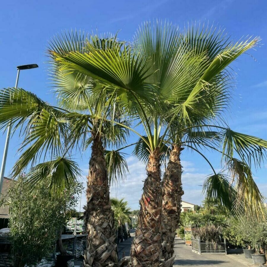 Palmier Washingtonia Groupe 3-4 Troncs