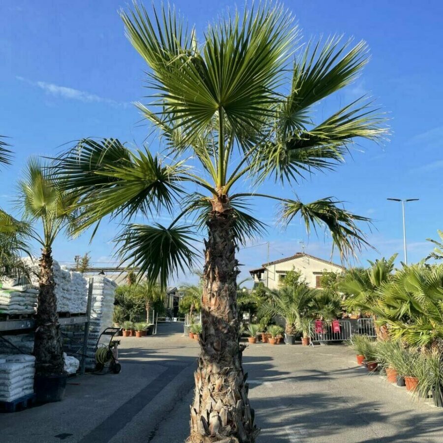 Palmier Washingtonia de Californie