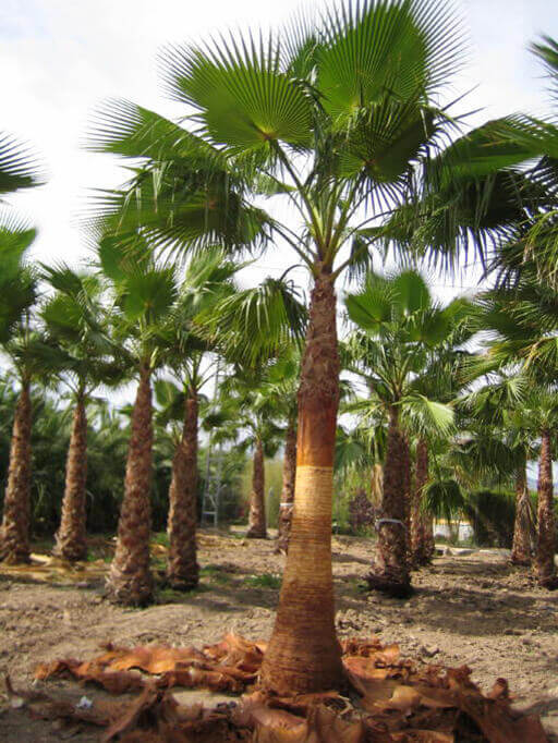 Palmier Washingtonia Tronc Nettoyé