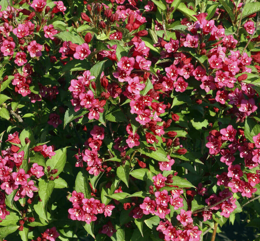 Weigela