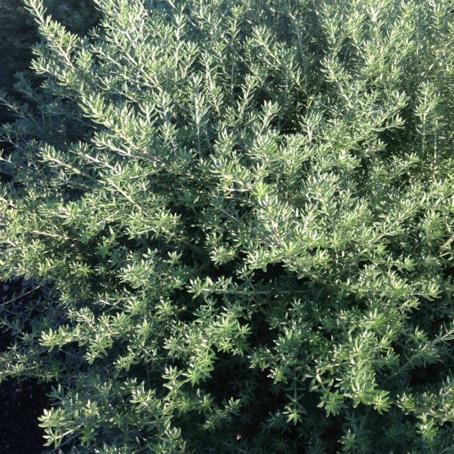 Westringia