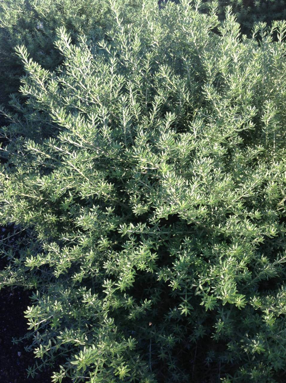 Westringia