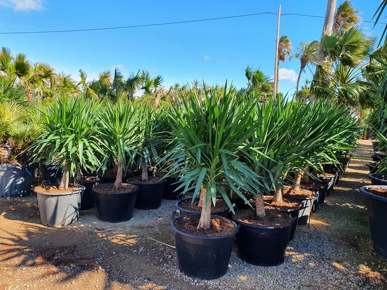 Yucca Elephantipes