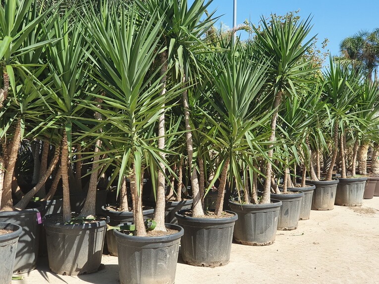 Yucca Elephantipes – Image 2