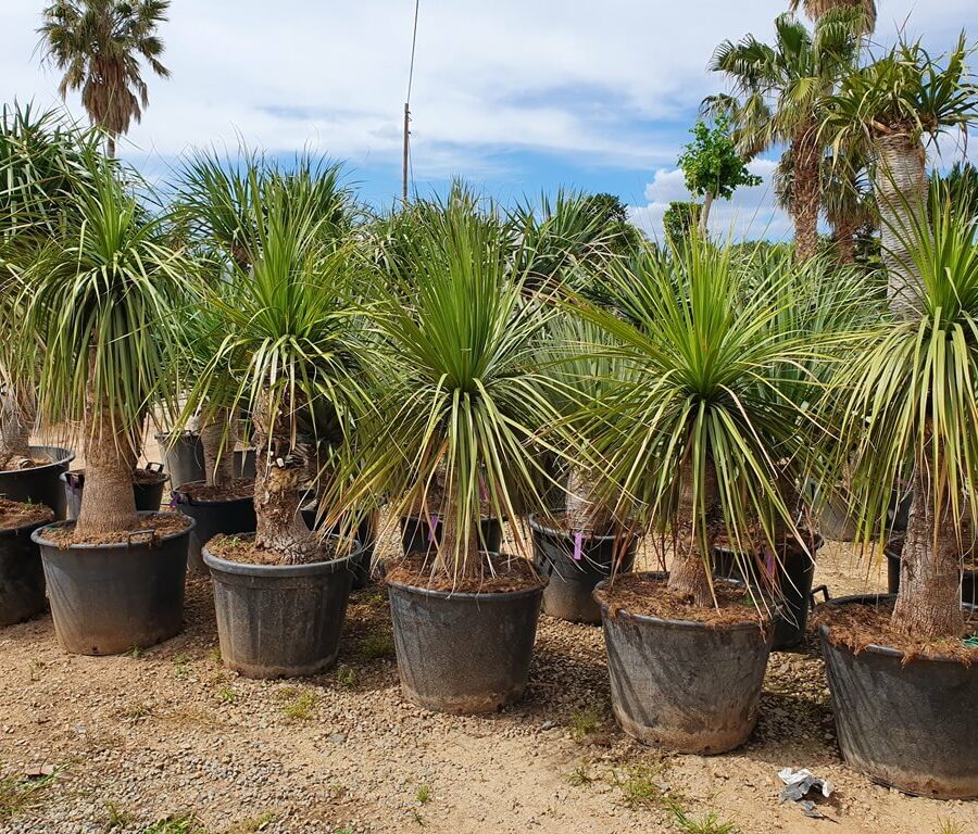 Yucca Gloriosa