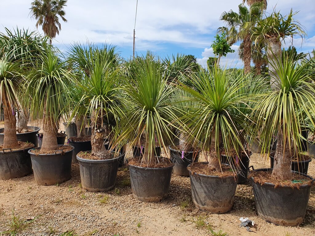 Yucca Gloriosa