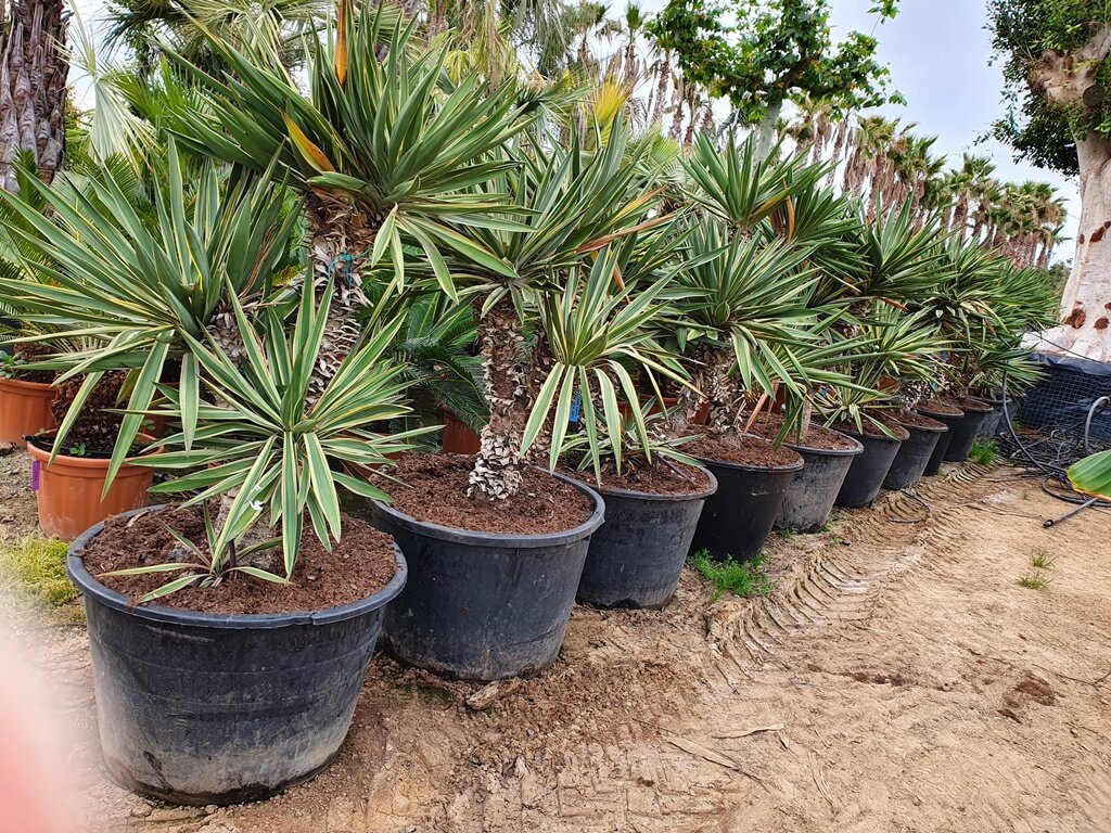 Yucca Gloriosa – Image 2