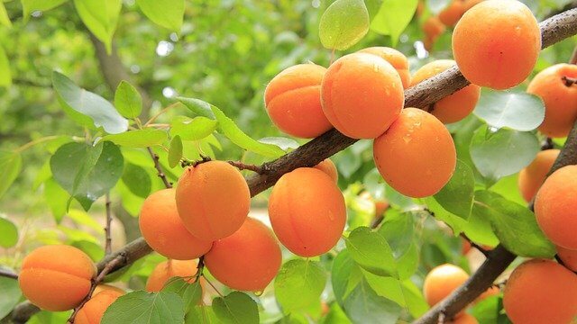 Fruitiers Variés – Image 2