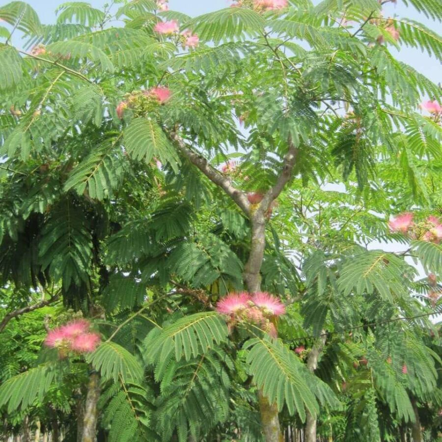 Albizia - Arbre de soie