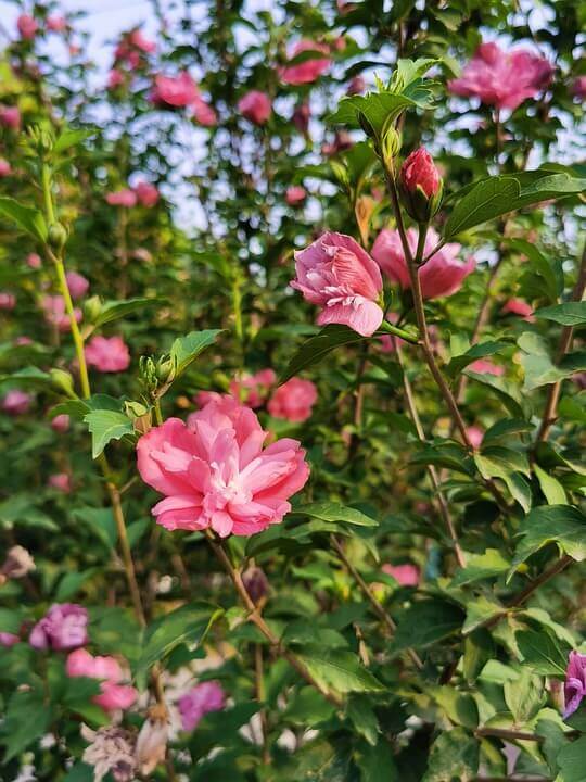 Althea