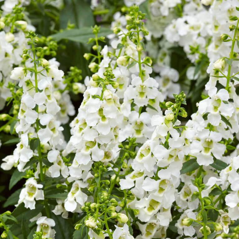 Angelonia