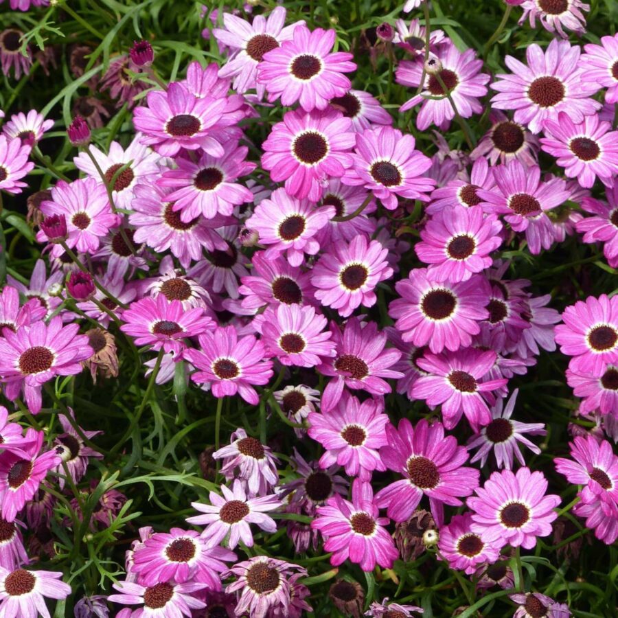 Anthemis