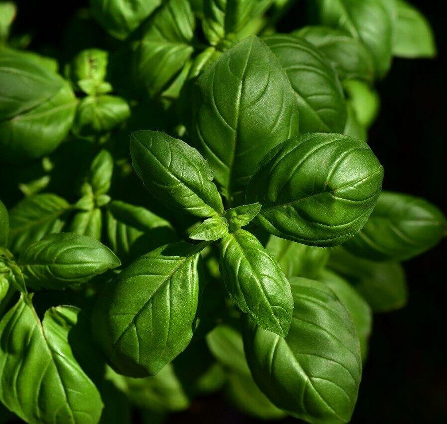 Basilic