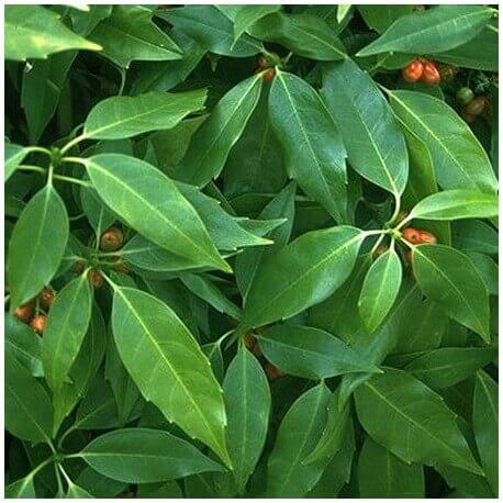 Aucuba Japonica - Aucuba du Japon