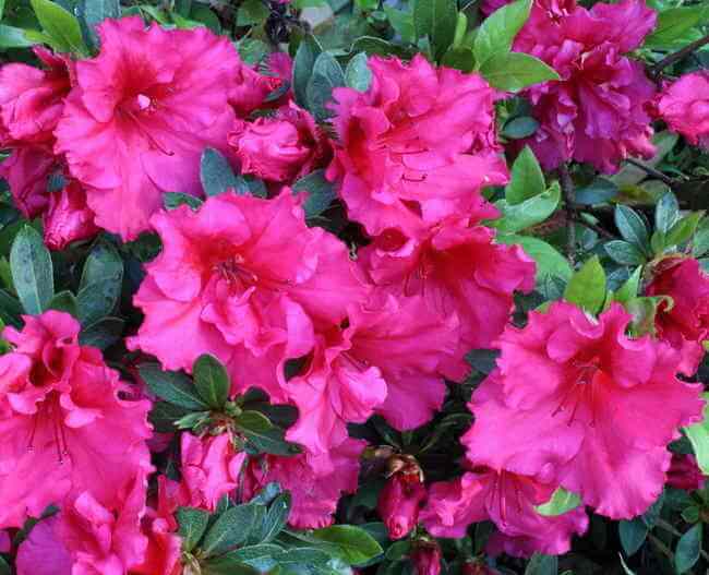 Azalée Japonica - Azalée Japonaise