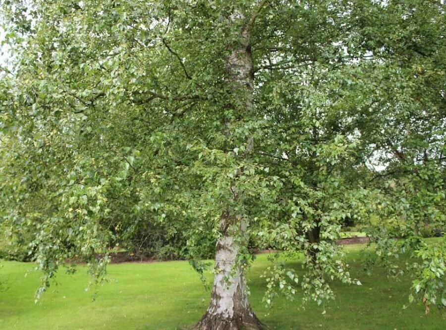 Bouleau - Betula