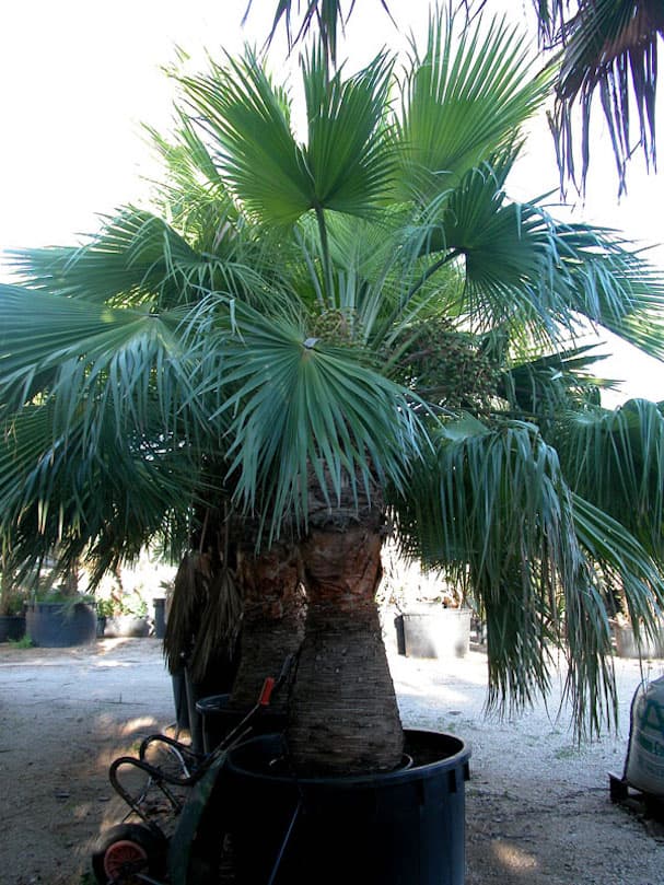 Palmier Brahea Edulis