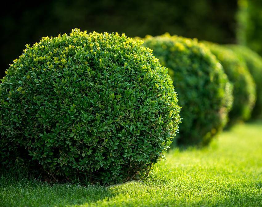 Buis Faulkner Boule