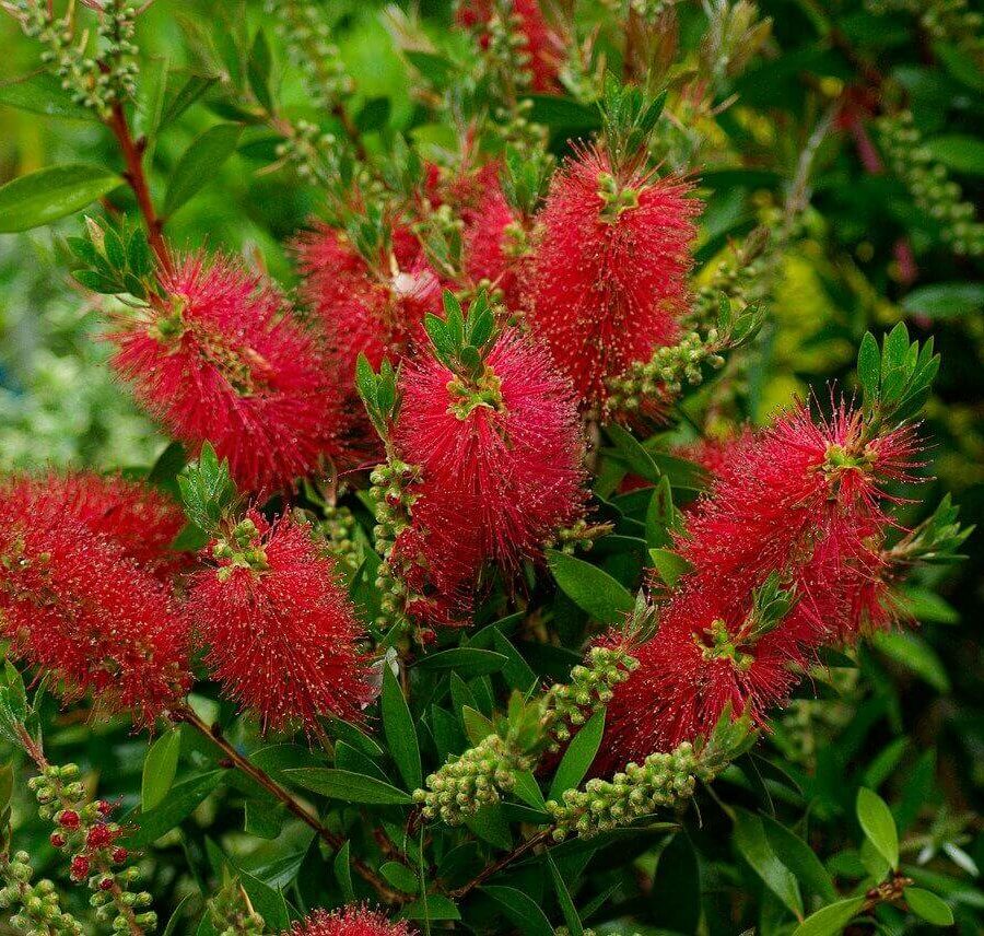Callistemon - Rince Bouteille