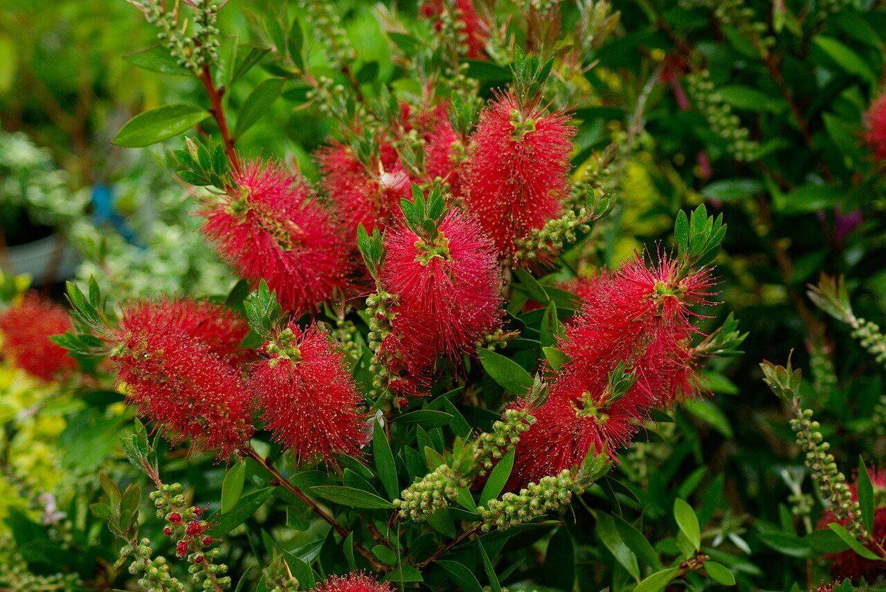 Callistemon - Rince Bouteille