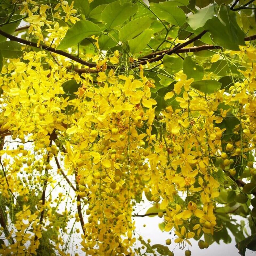 Cassia