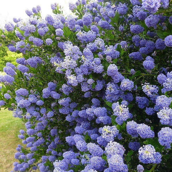Ceanothus Buisson et Rampante