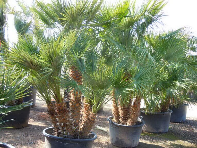 Palmier Chamaerops Humilis