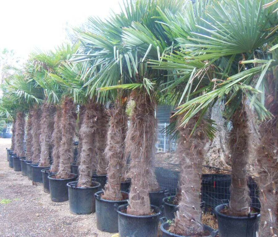 Palmier Chamaerops Excelsa - Trachycarpus Fortunei