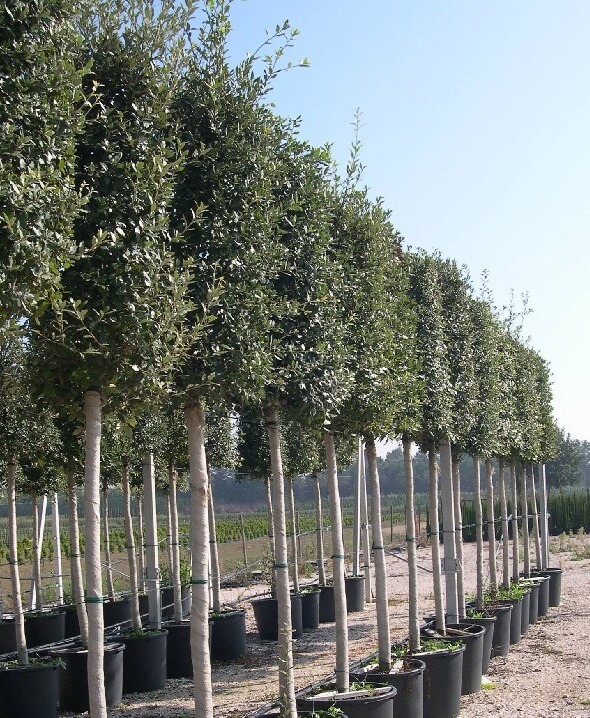 Chêne Vert Tige - Quercus Ilex Tige